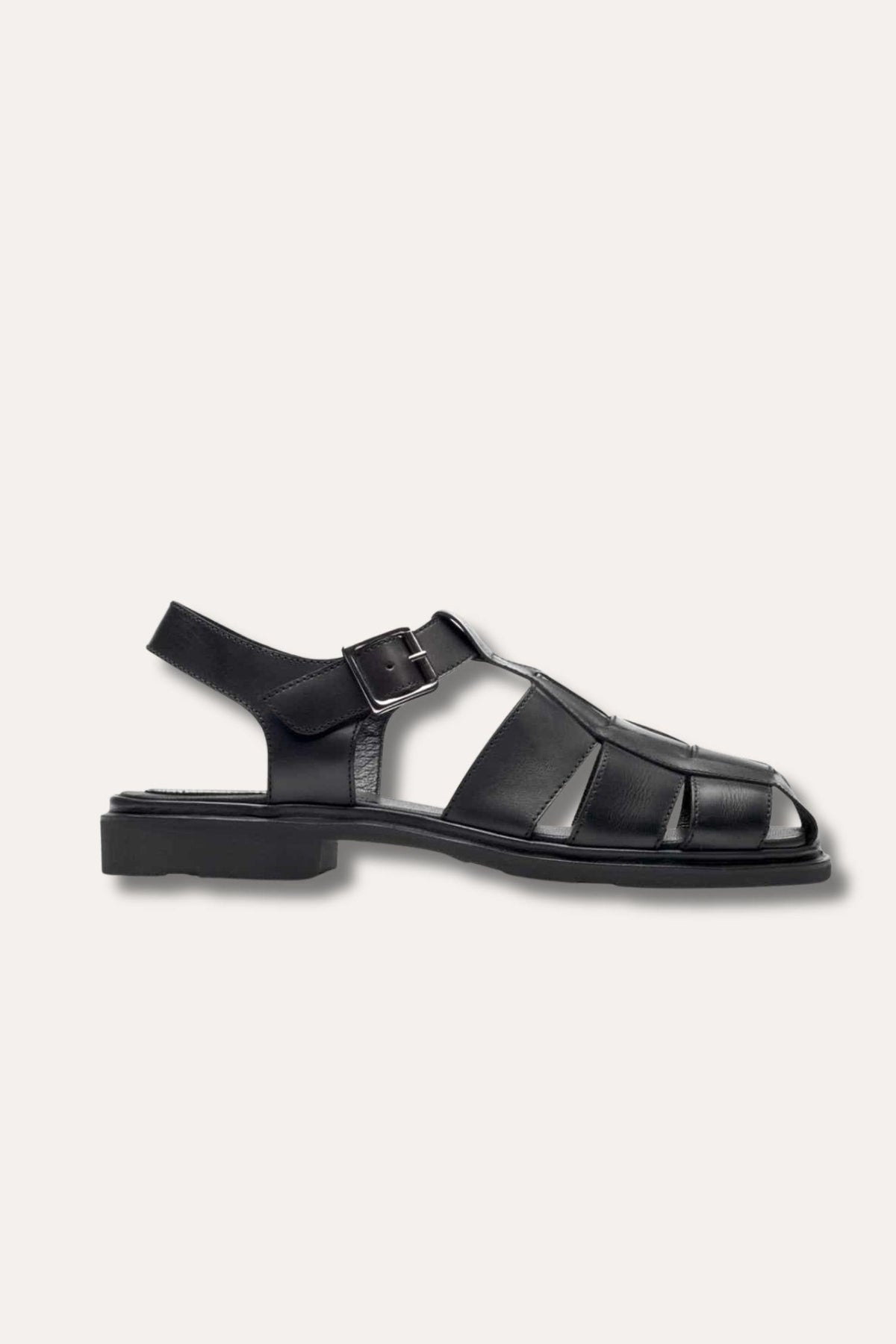 Iberis- Black